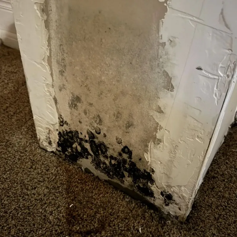 Professional Mold Removal in Mount Repose, OH